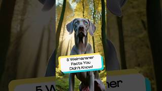 5 Amazing Facts About The Weimaraner Dog Breed Weimaraner DogBreedFacts DogLovers Shorts Pets [upl. by Vaish848]