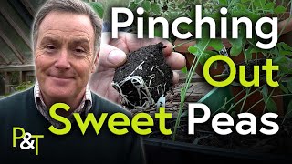 How to Pinch Out Sweet Peas  Pots amp Trowels [upl. by Bolten]