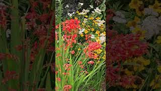 Crocosmia lucifer Regents Park London August 2024 [upl. by Arodoet]