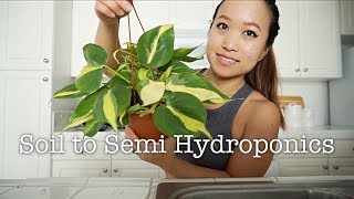 HOW TO CONVERT A HOUSEPLANT TO SEMI HYDROPONICS [upl. by Nial]