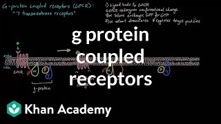 G Protein Coupled Receptors  Nervous system physiology  NCLEXRN  Khan Academy [upl. by Racklin]