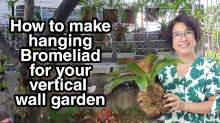 HOW TO MAKE HANGING BROMELIAD PLANTS FOR YOUR VERTICAL GARDEN  STEP BY STEP TUTORIAL  Update [upl. by Jeu]