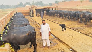 World recorded nali ravi full Tayyar buffaloes in pakistan [upl. by Ellsworth]