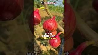 என்னது அத்தி பழம் அசைவமா  Peculiar Fig Fruits  Science Facts shorts short facts science fruit [upl. by Thomasina]