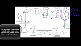 Biochemistry  The SAM Cycle SAdenosylmethionine Cycle [upl. by Godewyn]