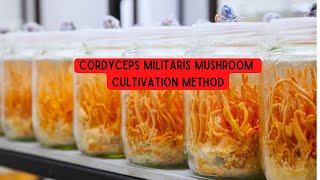 Cordyceps militaris Mushroom Cultivation Method [upl. by Yseulte608]