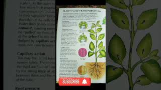 Plant Transportation biology science botany viralshort [upl. by Glanville]