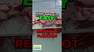 RED ROOT FLOATER WOW FLOATING PLANT PHYLLANTHUS FLUITANS [upl. by Lefkowitz131]