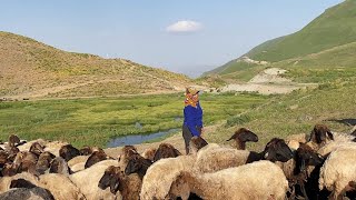 Bave Muhammed  BaxÃ§e Gula ðŸ’ KÃœRTÃ‡E ÅžARKI MÃœZÄ°K  Kurdish folk music [upl. by Killen797]