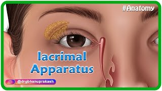 Anatomy of lacrimal apparatus Animation  USMLE Step 1 [upl. by Dunstan521]