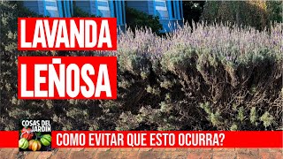 BASTA DE LAVANDAS LEÑOSAS Aprende como podar lavanda leñosa y tenela PERFECTA [upl. by Zashin]