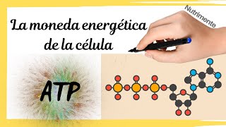 ATP La moneda energética de la célula [upl. by Leumel]