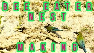 Bee eater nest digging II Beautiful bird making nest in soil II Bee eater making home II 4K VIDEO [upl. by Edouard337]