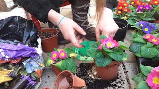 Repotting and care for primulas [upl. by Rheims]