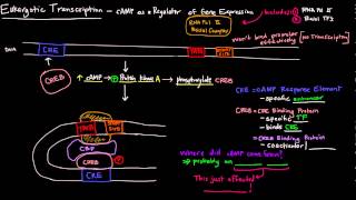 Eukaryotic Transcription Part 2 of 2  cAMP as a Regulator of Gene Expression [upl. by Herzel]