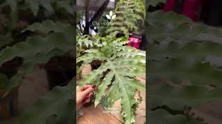 Samambaia Amazonas 🌿🏡 plantas samambaia jardimdeinverno [upl. by Gelya]