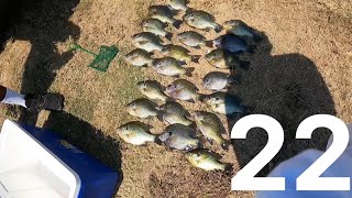 Spillway Fishing Clewiston Florida Shellcracker and big blue gill [upl. by Adnuahsar]