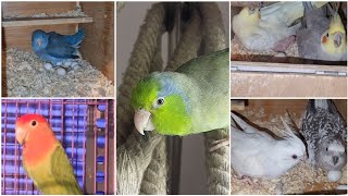 First Babies of Cockatiels and Parrotlets for Breeding Season 202425  All About Pets [upl. by Ahidam678]