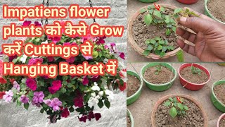 How to grow Impatiens flower plant in a Hanging Busket from cuttings  Impatiens cuttings grow [upl. by Noiram]