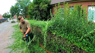 This NEGLECTED Yard Needed More Than Just Hedge Trimming [upl. by Katharyn43]