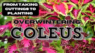 How to Successfully Overwinter Coleus Cuttings With This Easy Stepbystep Guide 🍃🌿🌱 [upl. by Sanburn]