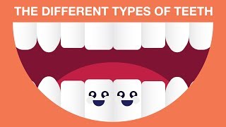 What are The Different Types of Teeth [upl. by Ardaed]