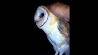 Friendly barn owl in my backyard [upl. by Rozanna115]