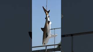 Sharks and the United Nations Fish Stocks Agreement [upl. by Brigitte]