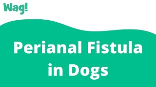 Perianal Fistula in Dogs  Wag [upl. by Aihselat]