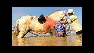 How training basic horse care for beginners  Learning about horse for beginners [upl. by Alyhs]