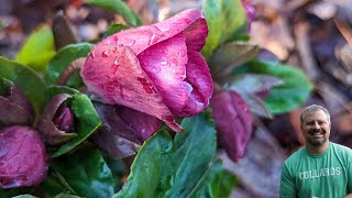 Hellebore Maintenance  Lenten Rose [upl. by Yarak]