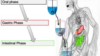 Alpha Amylase Activity Assay for In Vitro Food Digestion 2014 Minekus et al Food amp Function [upl. by Enwahs]