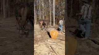 quotDRAFT HORSES Logging Made Easyquot [upl. by Drus53]