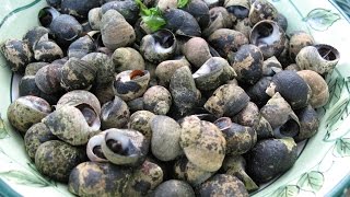 How to Forage and Cook Periwinkles [upl. by Bore624]