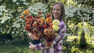 Ranunculus Growing Guide When amp How to Soak PreSprout Plant Space amp Harvest Ranunculus Corms [upl. by Osborne]