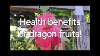 Dragon fruit and your health healthiswealth floridaliving backyardfruits [upl. by Kliber183]