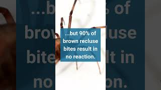 Fast Facts Brown Recluse [upl. by Nwahs]