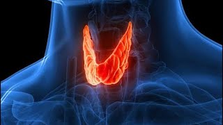 THYROID GLAND PHYSIOLOGY [upl. by Ostraw]