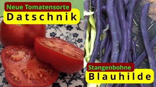 NeueTomatesorte Datschnik amp Stangenbohne Blauhilde [upl. by Traver107]