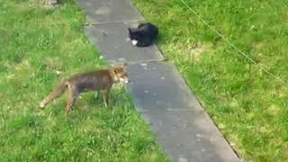 Fox vs cat Curious fox and fearless cat [upl. by Nichani246]