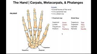 Bones and Joints of the Hand [upl. by Imogen]