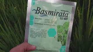 Herbisida Basmirata pada tanaman padi [upl. by Materi]