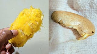 How to germinate mango seeds [upl. by Jean]