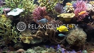 Hintergrundmusik  Musik zum einschlafen Entspannung Ruhige Musik  AQUARIUM DREAMS [upl. by Morena]