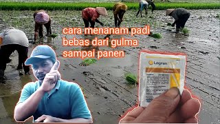 CARA MENANAM PADI AGAR TIDAK DITUMBUHI RUMPUT Bebas matun sawah [upl. by Gnivre711]