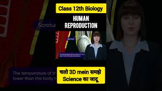 Class 12 Biology Human Reproduction✅ NCERT Complete Guide for Students Shorts🔥 [upl. by Cormier]