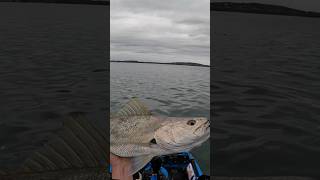 80cm school Mulloway in Lake Macquarie fishing kayakfishing lakemacquarie mulloway shorts [upl. by Sido483]