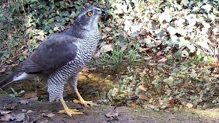 Femella dastor Accipiter gentilis la superdepredadora dels boscos Garrigàs 27012024 [upl. by Zaid]