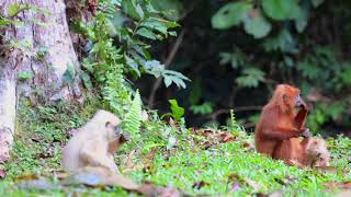 Borneo Red Leaf Monkey [upl. by Aener946]