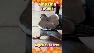 💪🕊️This DOVE is a POWERHOUSE Highlights of Myrtle dove pigeon dovebird funnybird petbird [upl. by Adniram]